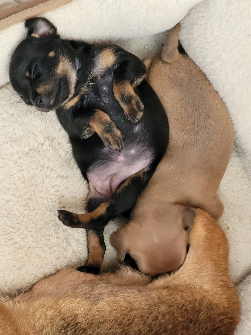 De La Caprosia D'Hestia - Russkiy Toy (Petit Chien Russe) - Portée née le 05/02/2026