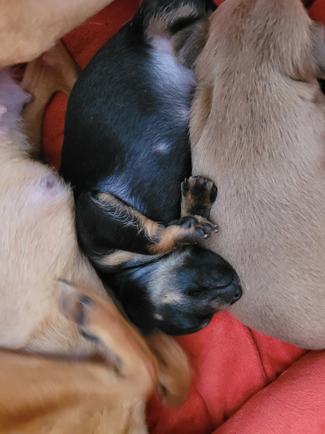 De La Caprosia D'Hestia - Chiots disponibles - Russkiy Toy (Petit Chien Russe)