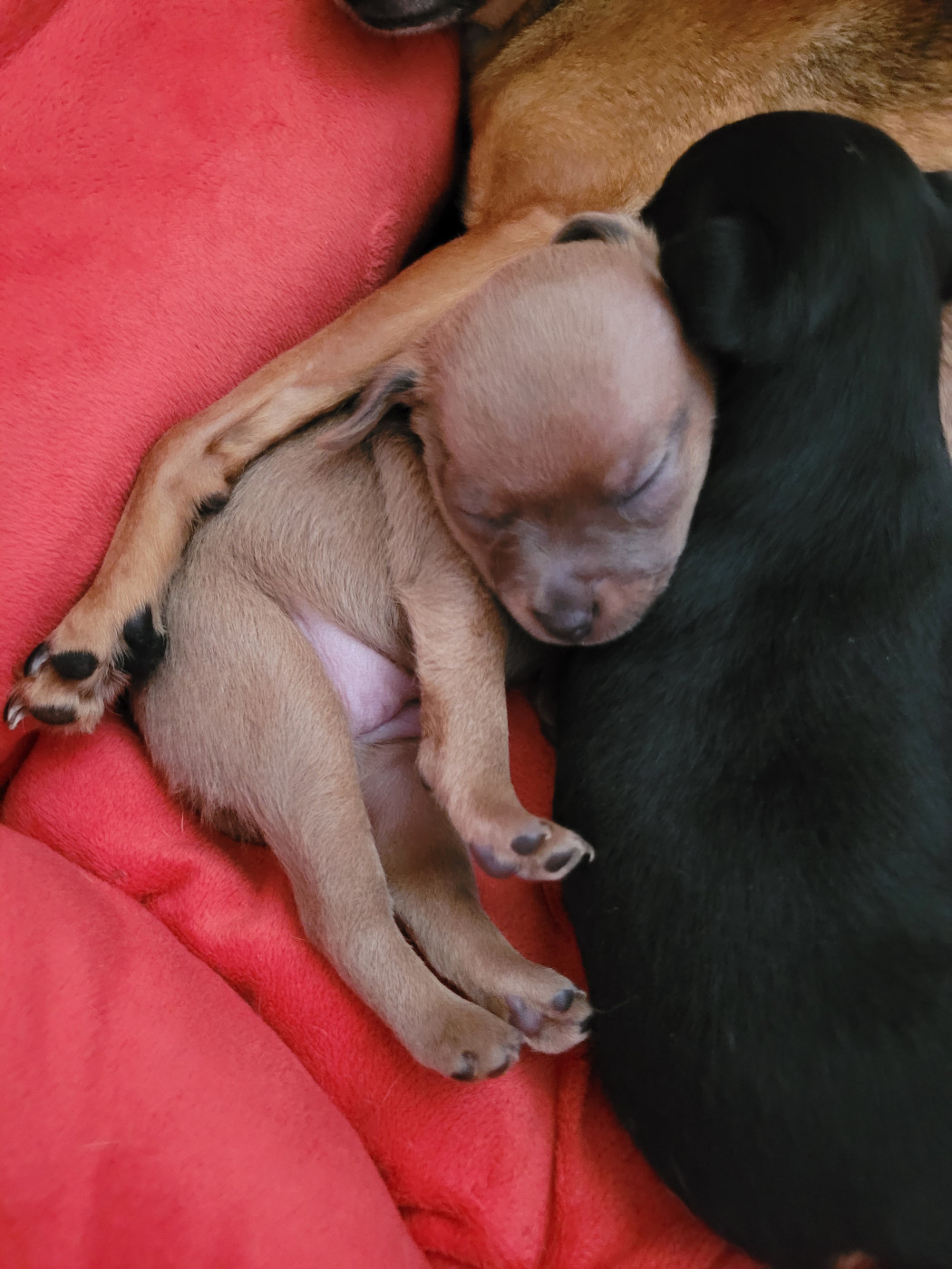 De La Caprosia D'Hestia - Chiots disponibles - Russkiy Toy (Petit Chien Russe)