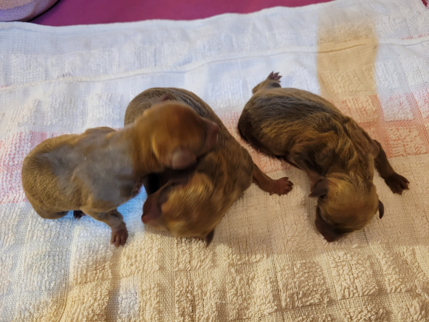 De La Caprosia D'Hestia - Russkiy Toy (Petit Chien Russe) - Portée née le 05/02/2026