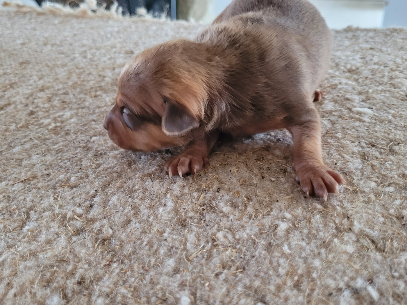 De La Caprosia D'Hestia - Chiots disponibles - Russkiy Toy (Petit Chien Russe)