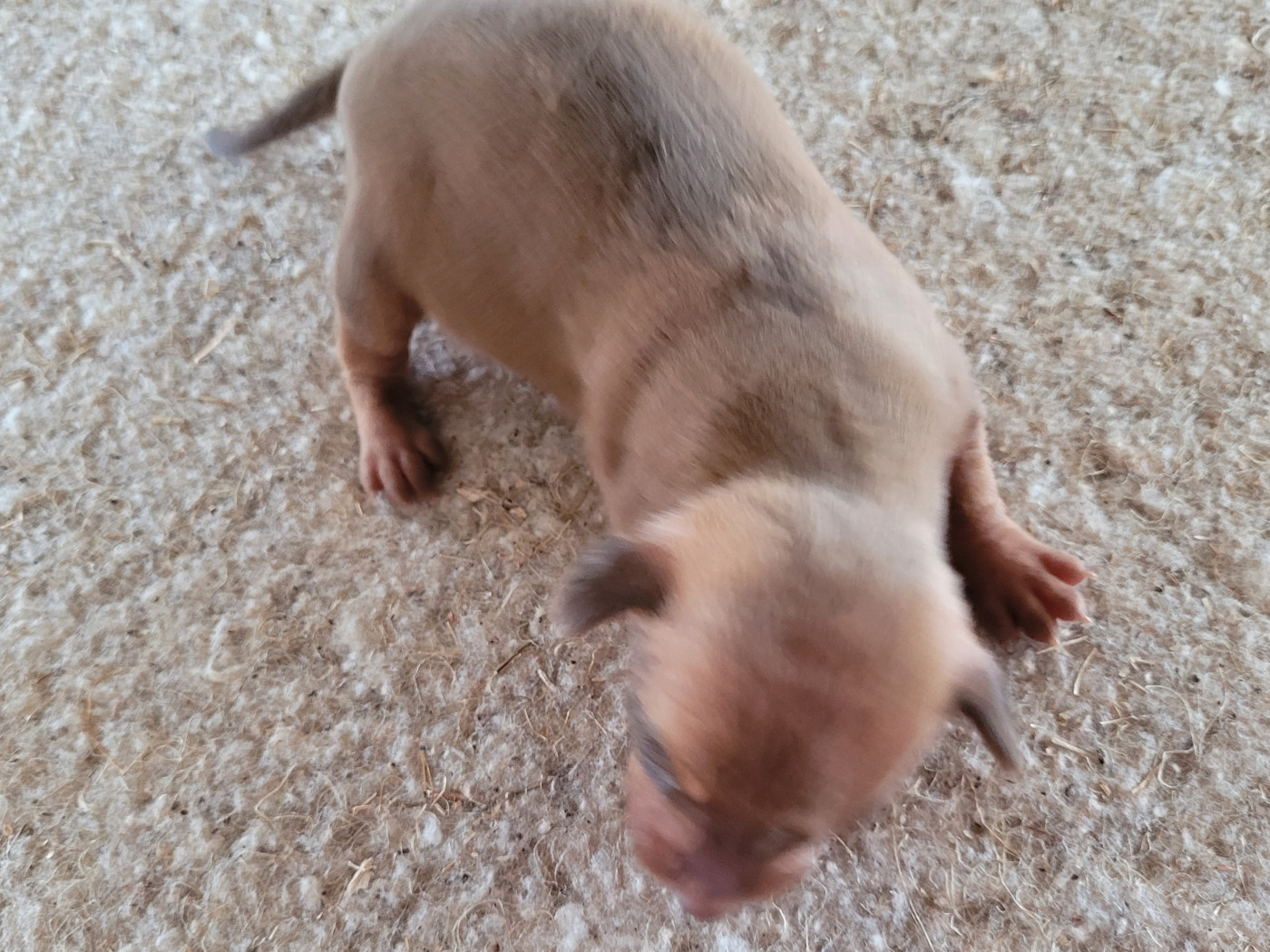 De La Caprosia D'Hestia - Chiots disponibles - Russkiy Toy (Petit Chien Russe)