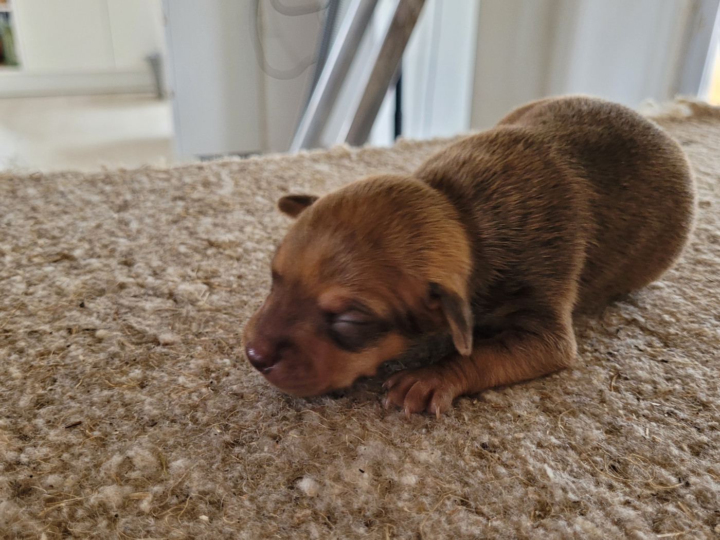 De La Caprosia D'Hestia - Chiots disponibles - Russkiy Toy (Petit Chien Russe)