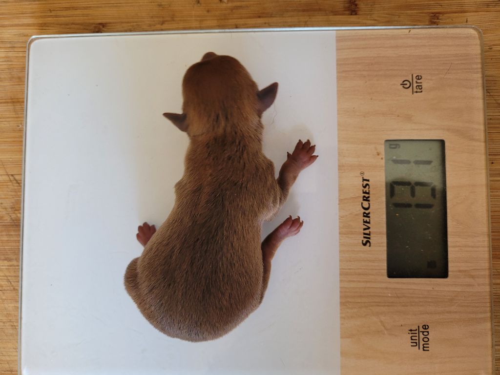 De La Caprosia D'Hestia - Chiots disponibles - Russkiy Toy (Petit Chien Russe)