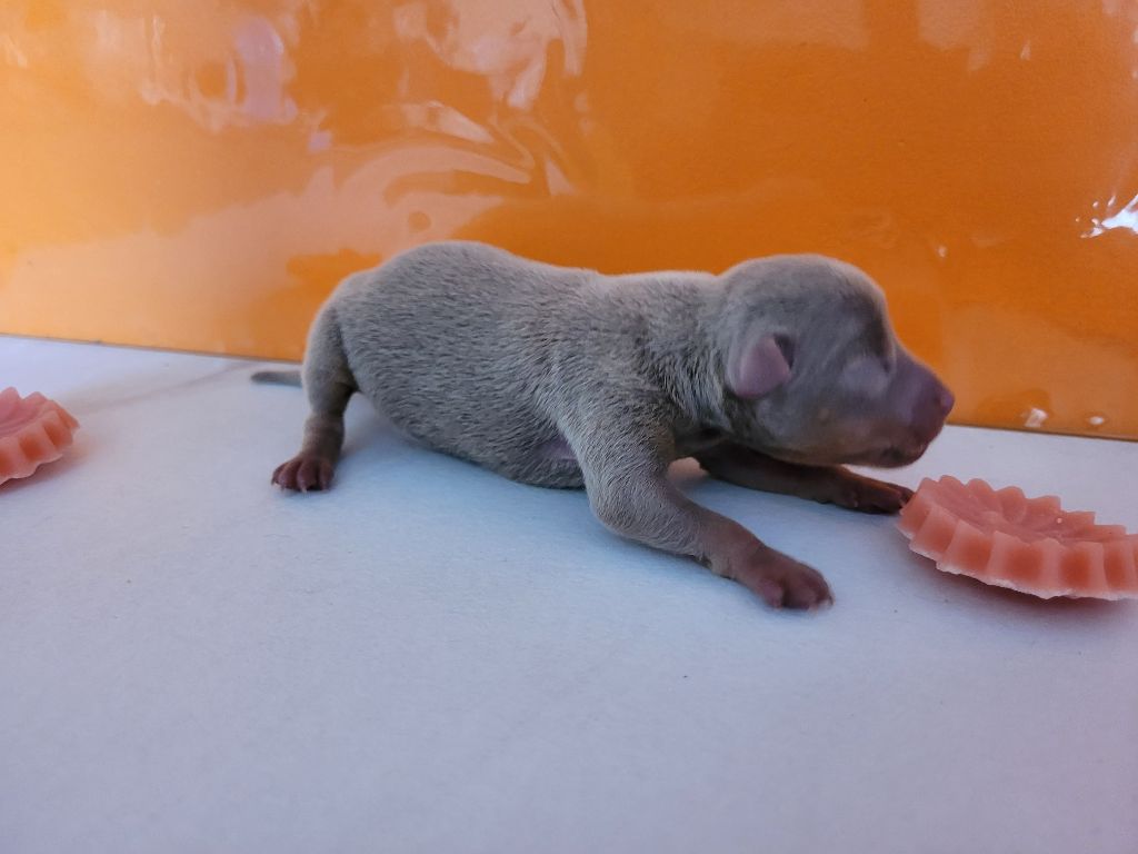 De La Caprosia D'Hestia - Chiots disponibles - Russkiy Toy (Petit Chien Russe)