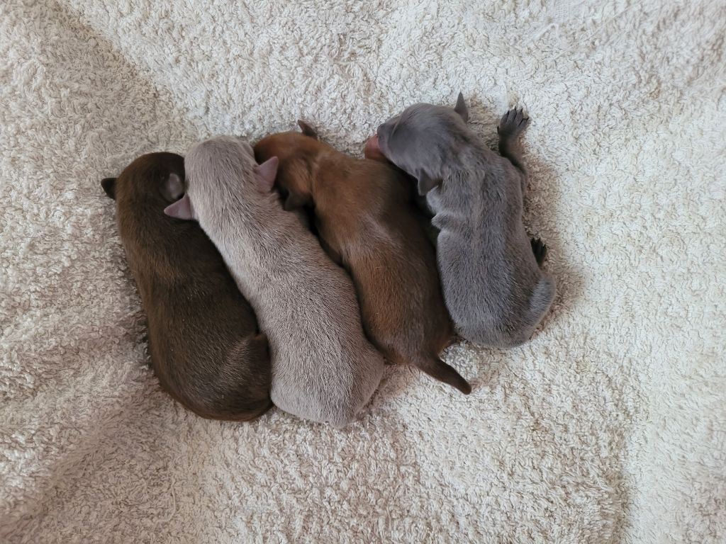 Chiot Russkiy Toy (Petit Chien Russe) De La Caprosia D'Hestia