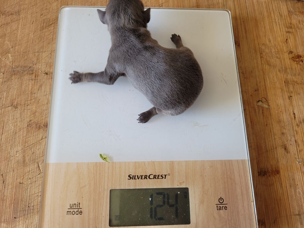 De La Caprosia D'Hestia - Chiots disponibles - Russkiy Toy (Petit Chien Russe)